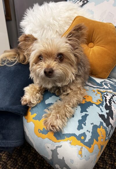 Dog sitting on a chair with pillows around it